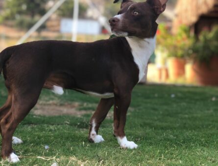 Jack Russell Oğluma Eş Arıyorum 1 Yaşında