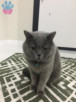 British Shorthair Oğlumuza Dişi Eş Arıyoruz