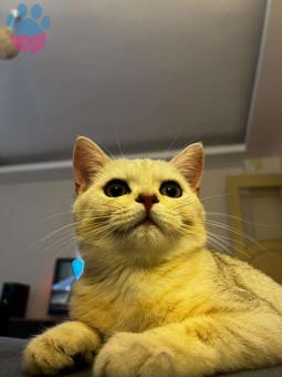 British Shorthair Golden 13 Aylık Kedime Eş Arıyorum