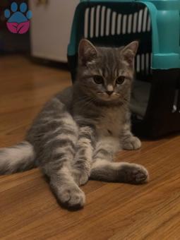 British Shorthair Cinsi Anakin Oğlumuz İçin Eş Arıyoruz