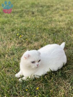 Çankaya&#8217;da Scottish Fold Oğlumuza Eş Arıyoruz