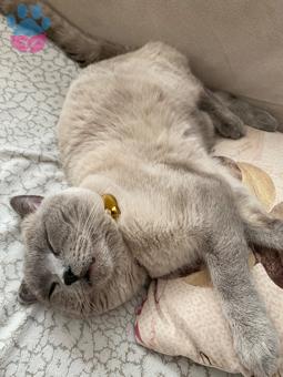 British Shorthair Oğluma Eş Arıyorum 1 Yaşında