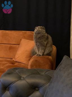 Scottish longhair cinsi Kızımız Hera’ya Eş Arıyoruz