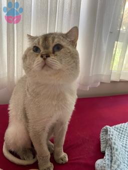 British Shorthair Tombiş Oğluma Eş Arıyorum