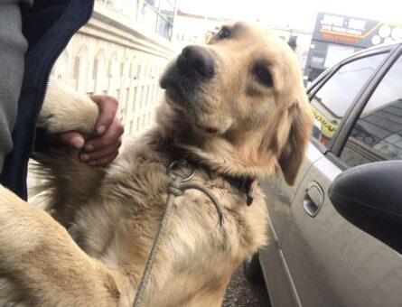 Golden Retriever Dişi Köpeğime Eş Arıyorum