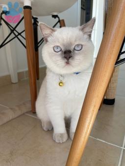 British Shorthair Boniboy İçin Gelin Arıyoruz