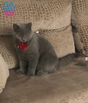 British Shorthair Cinsi Oğlumuza Eş Arıyoruz