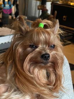 Yorkshire Terrier Oğlum 5 Yaşında Eş Arıyor