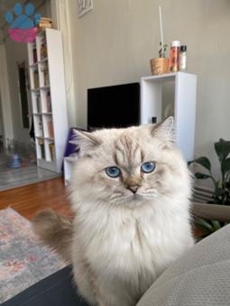 British Longhair Simba Oğlumuza Eş Arıyoruz