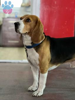 Beagle 3 Yaşındaki Köpeğime Eş Arıyorum