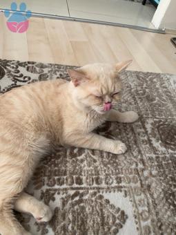 British Shorthair Oğluma Eş Arıyorum 1.5 Yaşında