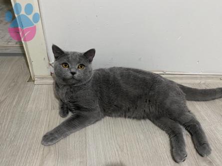 British Shorthair Erkek Kedime Eş Arıyorum