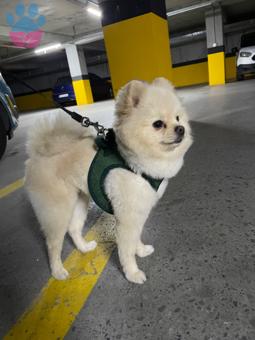 Pomeranian Boo 2 Yaşında Kızgınlıkta Köpeğime Eş Arıyorum