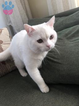 British Shorthair Oğluma Eş Arıyorum Aşıları Tam