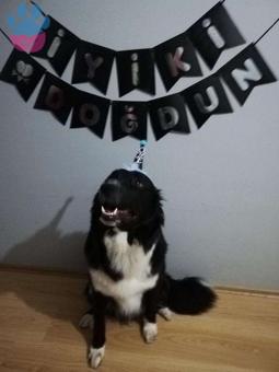 Border Collie 1 Yaşında Köpeğime Eş Arıyorum