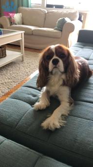 Cavalier King Charles Cinsi Oğlumuza Eş Arıyoruz