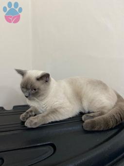 British Shorthair Blue Point Oğlumuza Eş Arıyoruz