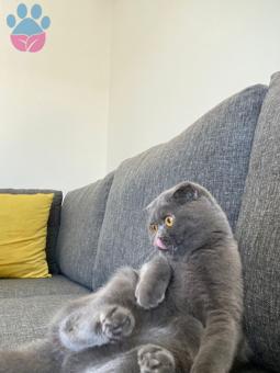 Scottish Fold Dişi Kedime Eş Arıyorum