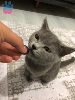 British Shorthair 1 Yaşında Dişi Kedimize Eş Arıyoruz