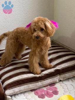 Toy Poodle 2 Yaşında Kızımıza Eş Arıyoruz