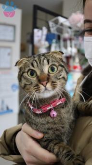 Scottish Fold Kızımıza Erkek Eş Arıyoruz