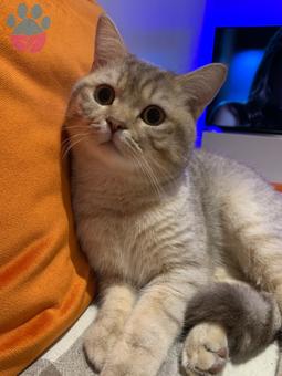 British Shorthair 10 Aylık Kedime Eş Arıyorum