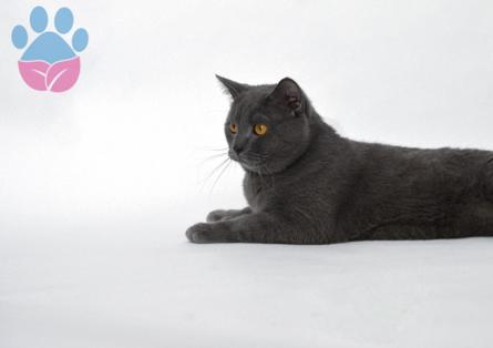 British Shorthair Bal Oğlumuza Eş Arıyoruz