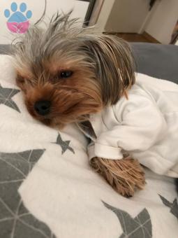 Yorkshire Terrier Erkek Oğlumuz İçin Eş Arıyoruz