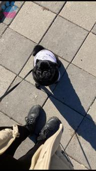 Pug Kara Kızım İçin Eş Arıyorum