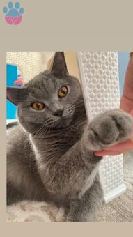 Safkan British Shorthair Erkeğimize Dişi Arıyoruz