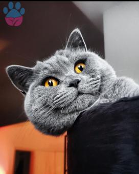 11 Aylık British Shorthair Oğluma Eş Arıyorum