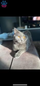 British Shorthair Cinsi Oğlum Kızgınlıkta