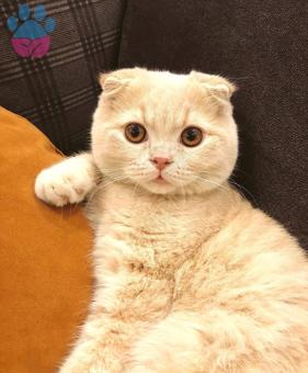 Scottish Fold Cinsi Oğlumuz İçin Eş Arıyoruz