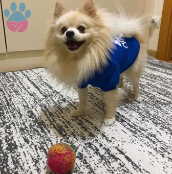 İstanbul Pomeranian Boo Köpek Eş İlanları