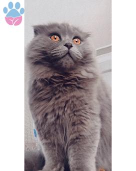 Scottish Fold Oğlum 11 Aylık Eş Arıyoruz