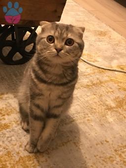 Scottish Fold Oğlumuza Eş Arıyoruz