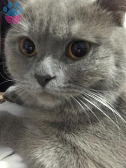 British Shorthair Lilac Reni Ares Oğlum Eş Arıyor