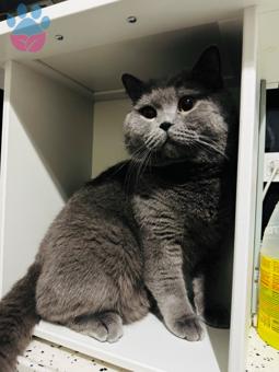 British Shorthair 1,5 Yaşında Kedime Eş Arıyorum