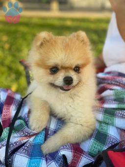 Pomeranian Boo Safkan Oğluma Eş Arıyorum