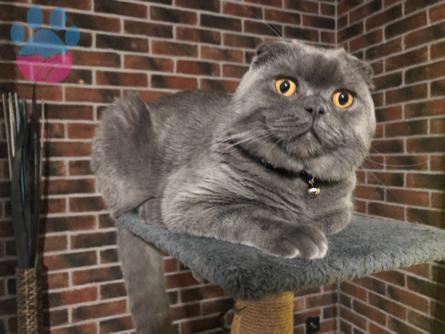 Scottish Fold 1 Yaşındaki Oğlumuza Eş Arıyoruz