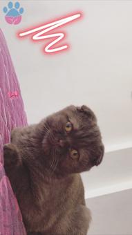 Erkek Scottish Fold Kedime Eş Arıyorum