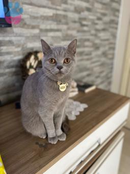 British Shorthair Badem Kızıma Damat Arıyoruz