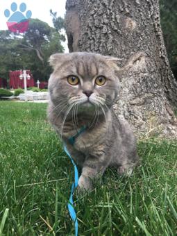 Scottish Fold Cinsi Badem Eş Arıyor