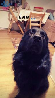 Yakılışıklı Oğlumuza Gelin Arıyoruz ?