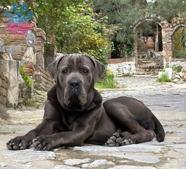 Cane Corso Oğluma Dişi Eş Arıyorum