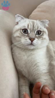 Scottish Fold 10 Aylık Kedime Eş Arıyorum