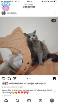 British Shorthair Oğluma Eş Arıyorum