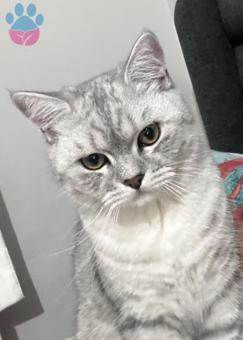 British Shorthair 9 Aylık Kedime Eş Arıyorum