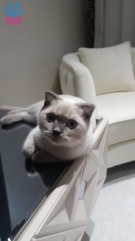 British Shorthair Cinsi Oğullarımıza Eş Arıyoruz