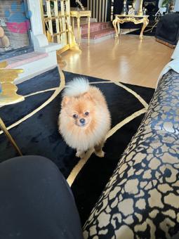 Pomeranian Boo Oğluma Eş Arıyorum